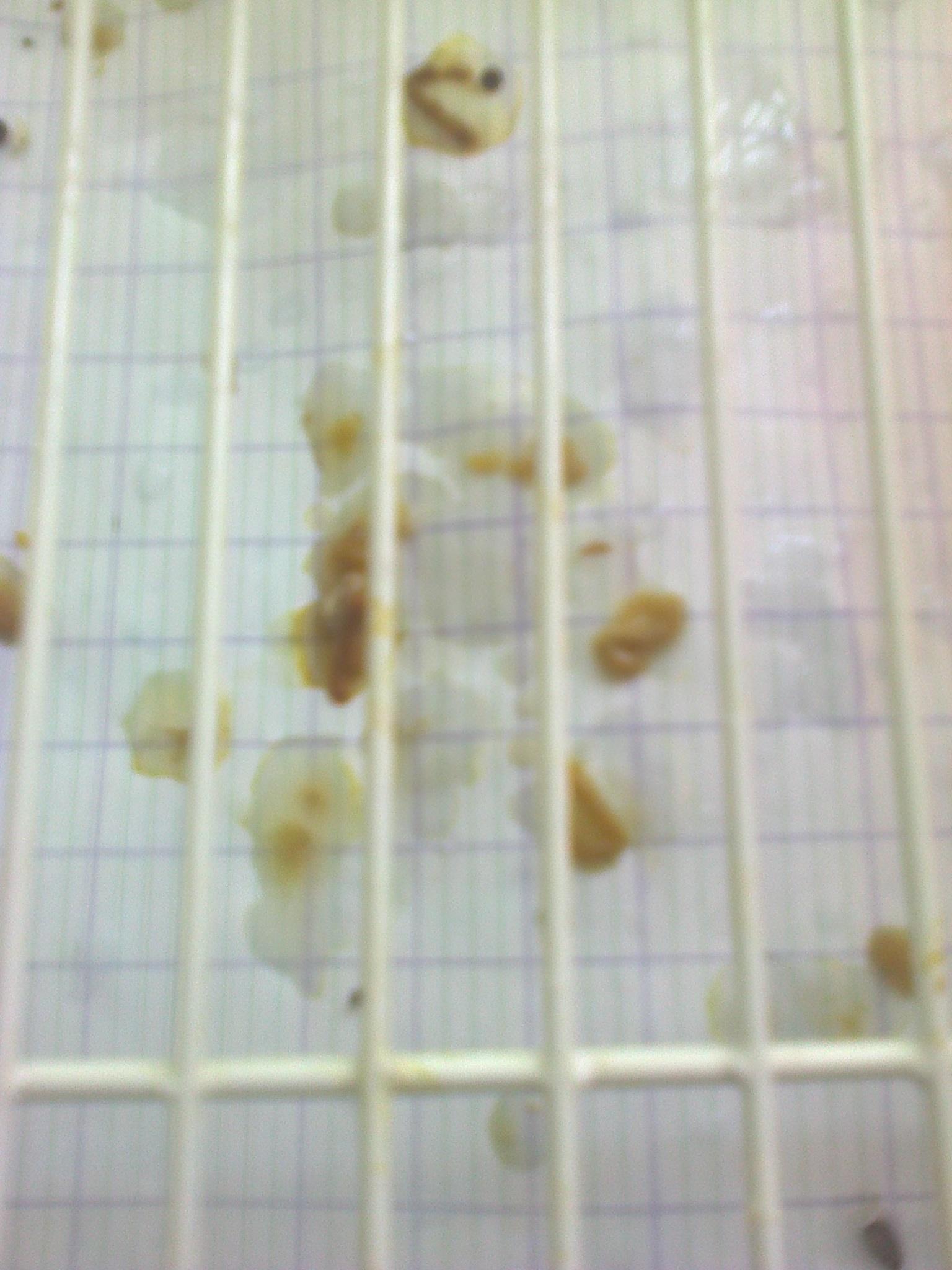 صورة