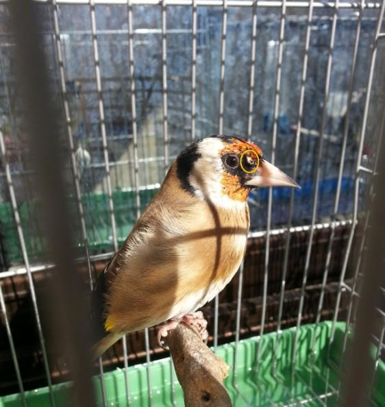 صورة