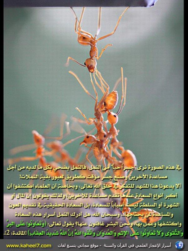 الإعجاز العلمي في المساعدة في عالم النمل