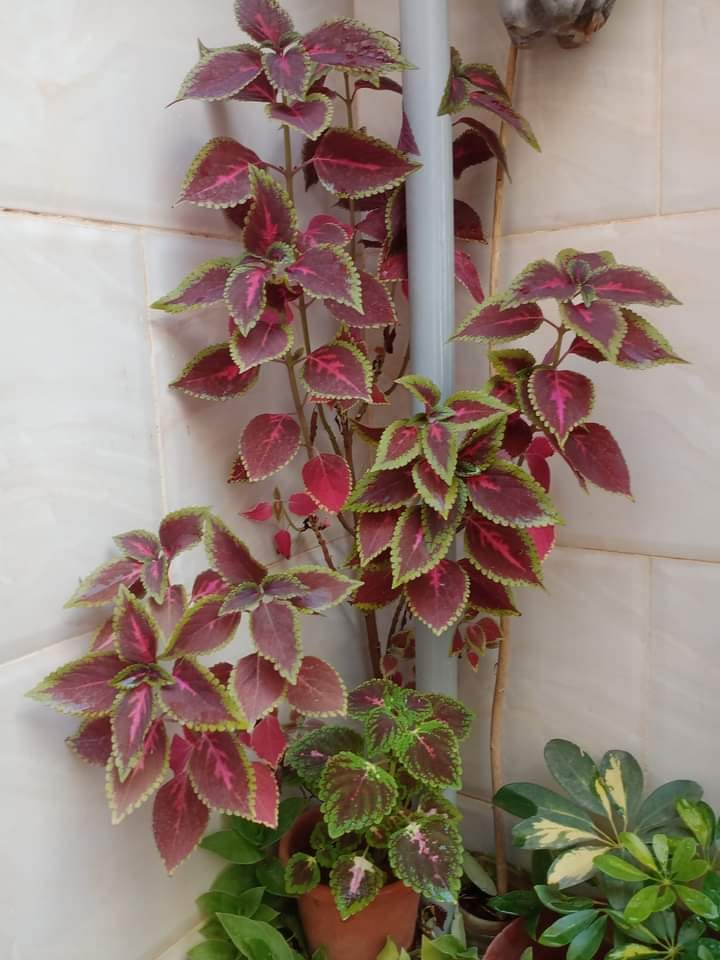 ���� ���� ������ �� ���� ������