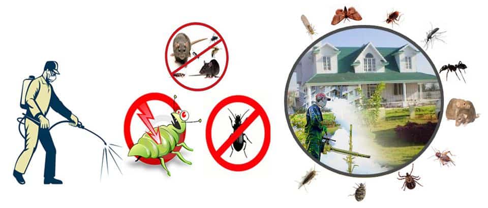 شركة الثريا هوم الافضل في مكافحة حشرات بالدمام  745017594